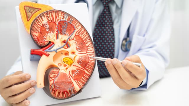 High Creatinine Levels: When to Visit a Kidney Doctor?